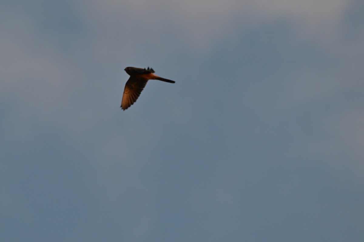 チョウゲンボウ - ML639241602