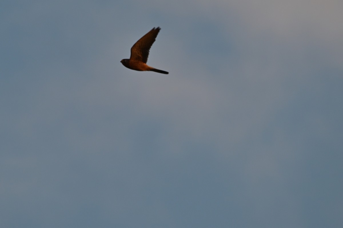 チョウゲンボウ - ML639241603