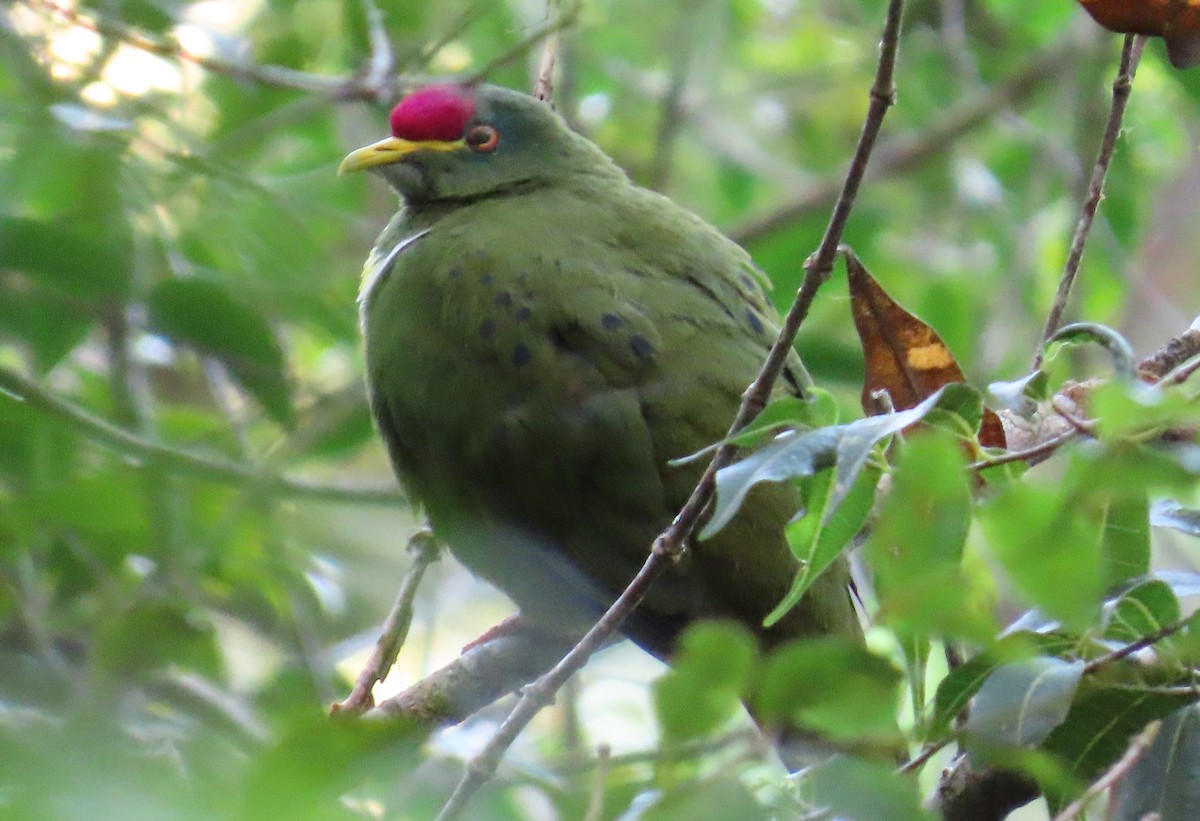 White-breasted Fruit-Dove - ML639241613