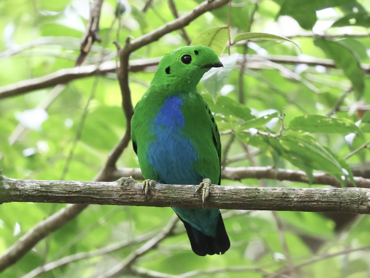 Hose's Broadbill - ML639241685