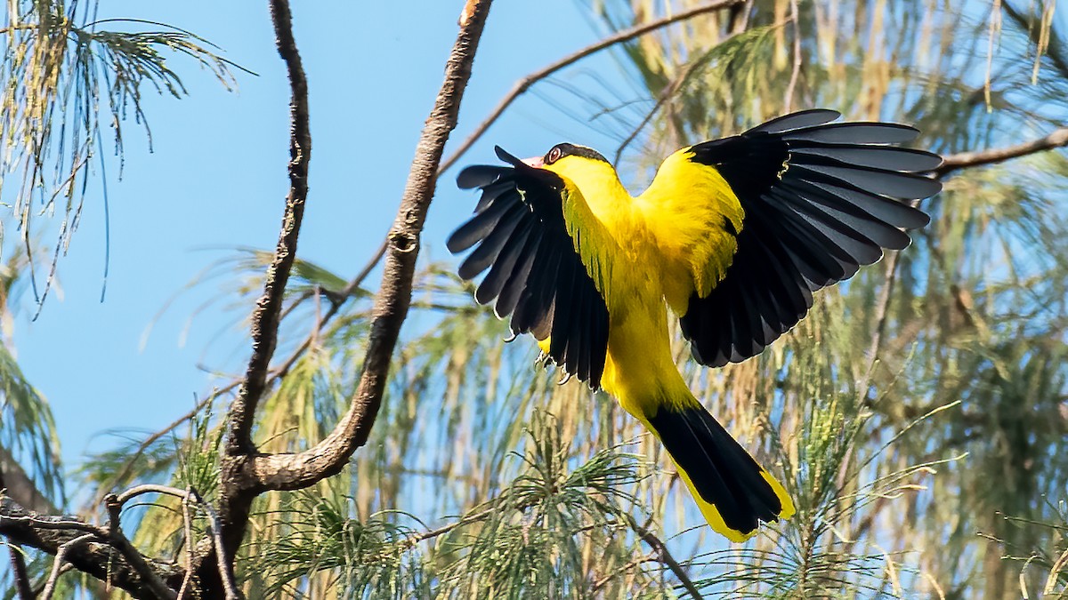 コウライウグイス - ML639241793