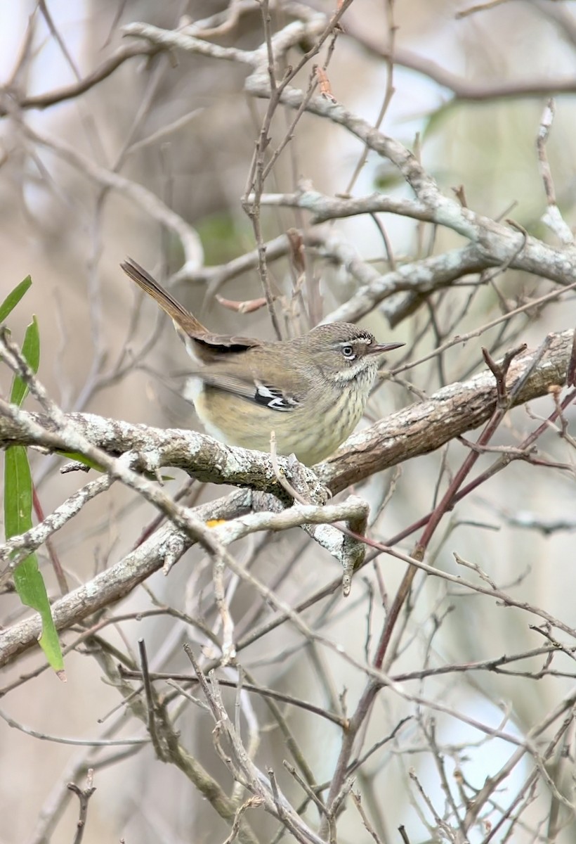 Spotted Scrubwren - ML639241827