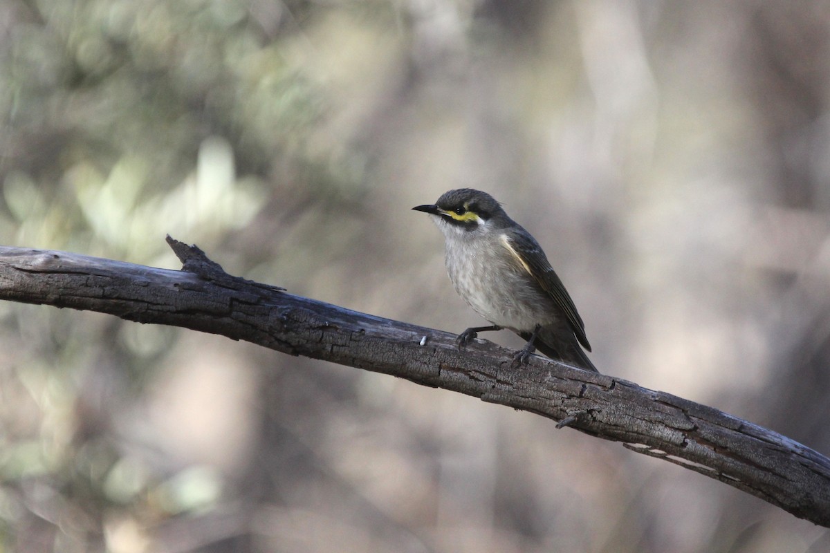 Yellow-faced Honeyeater - ML639241863