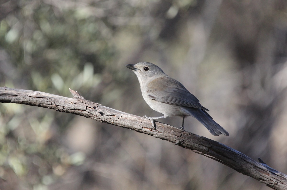 Gray Shrikethrush - ML639241893