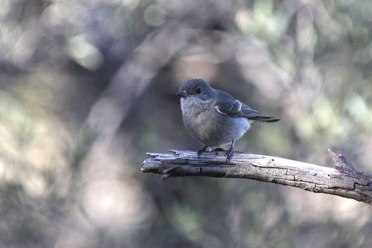 Golden Whistler (Eastern) - ML639241911