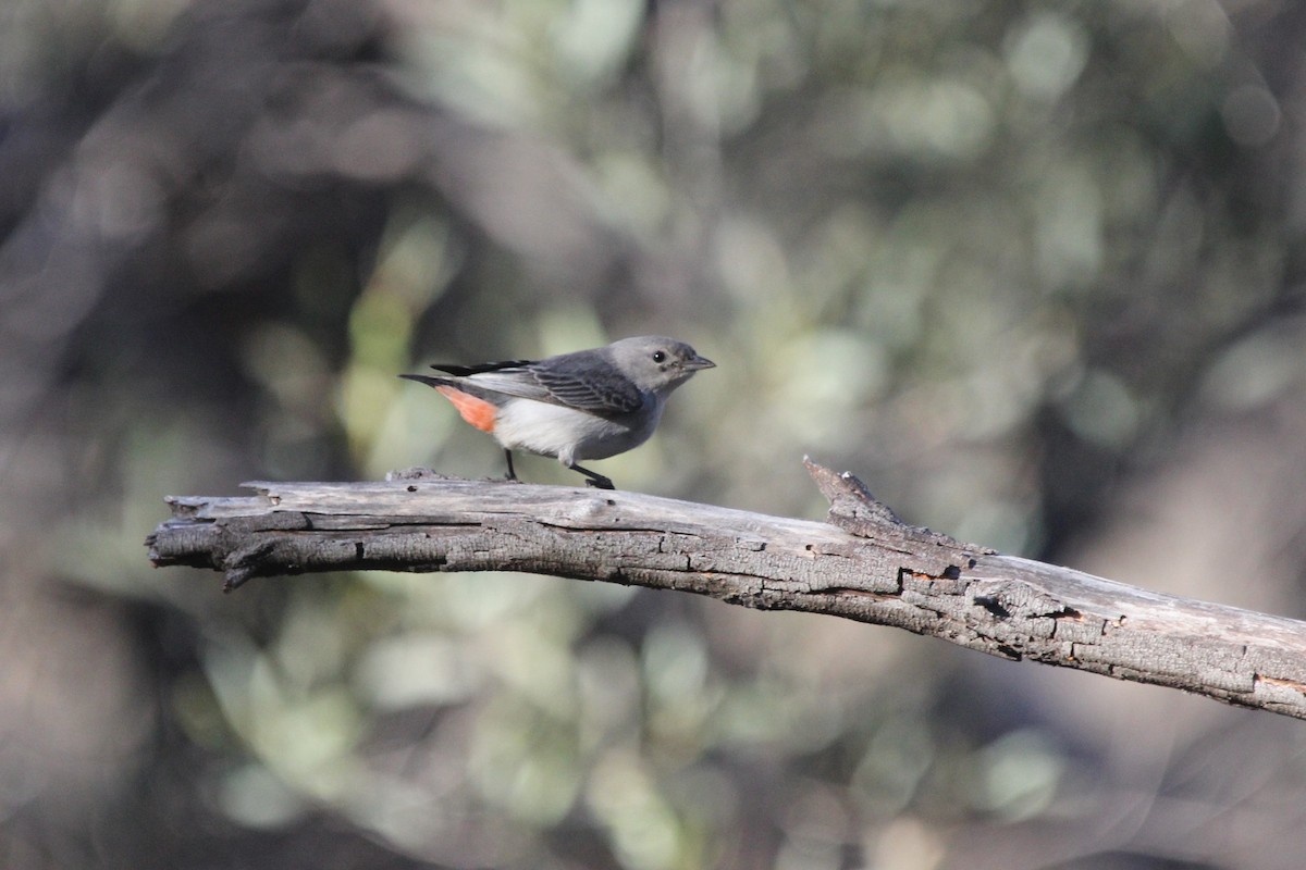 Mistletoebird - ML639241926