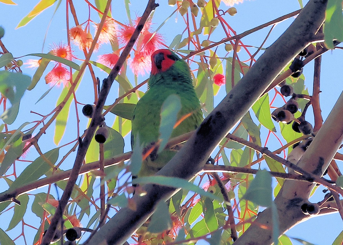 Little Lorikeet - ML639241961
