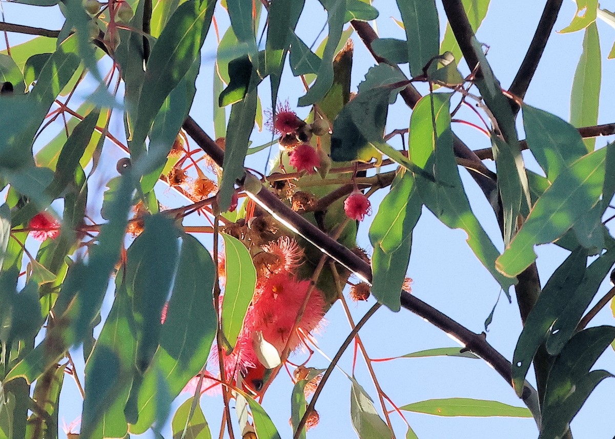 Little Lorikeet - ML639241962