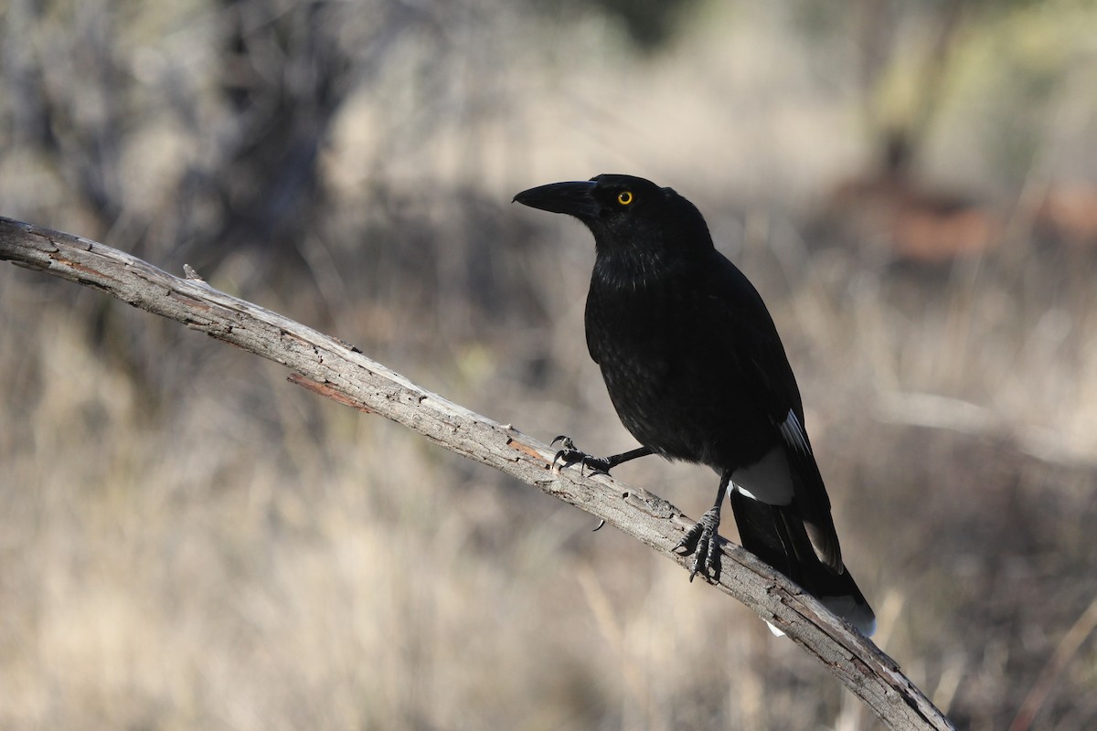 Pied Currawong - ML639241996