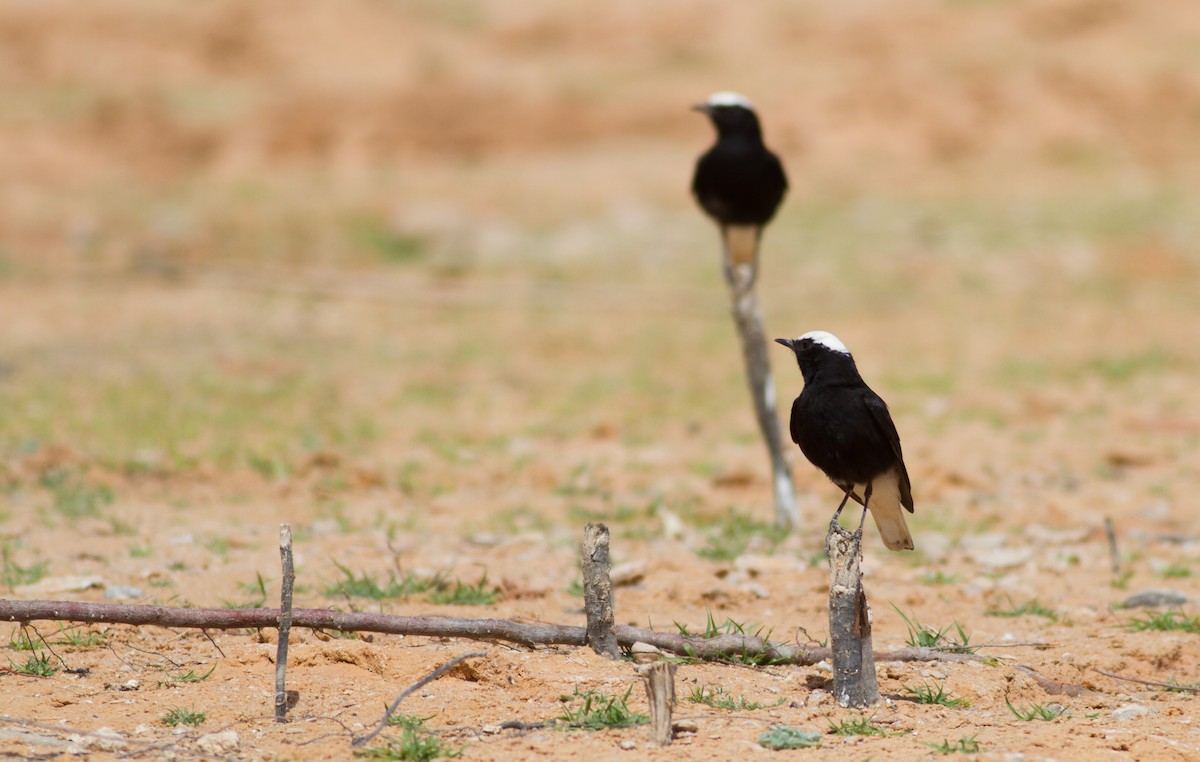 White-crowned Wheatear - ML639242018