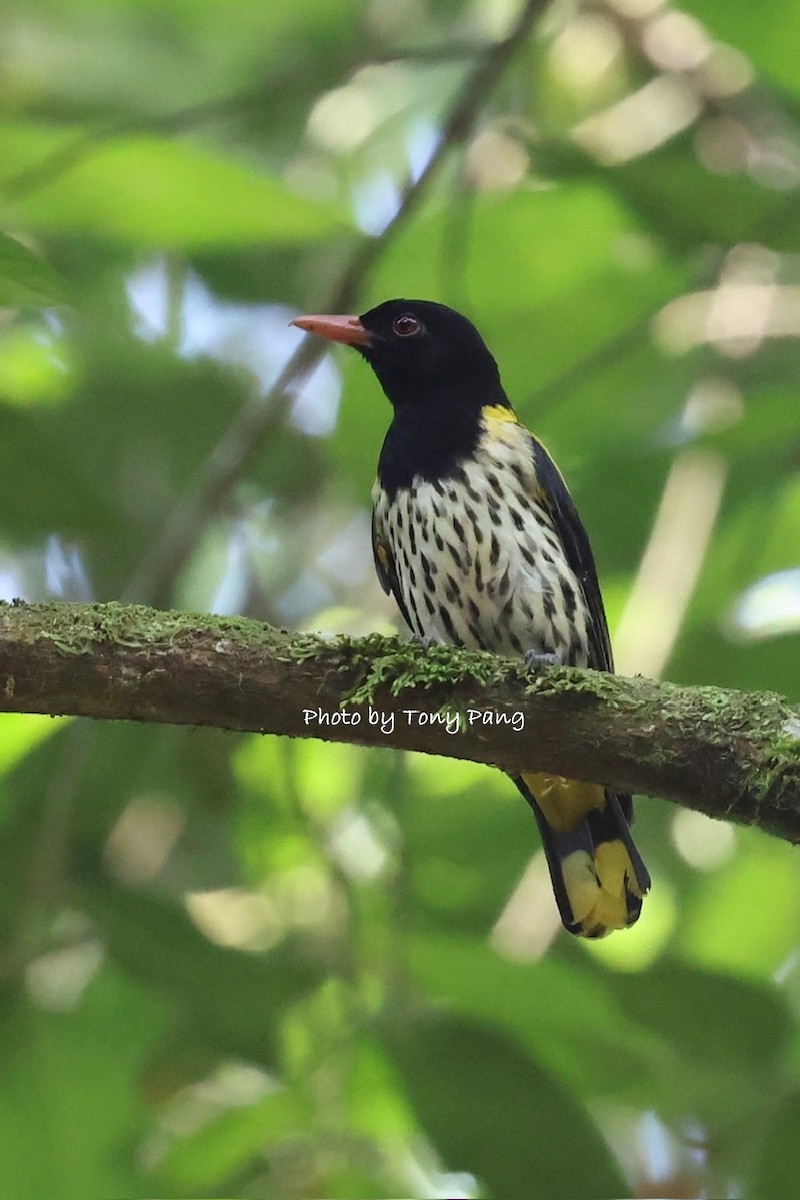 Dark-throated Oriole - ML639242054