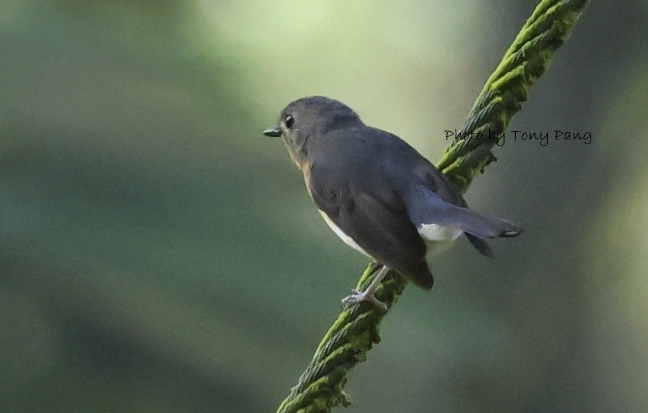 Indochinese Blue Flycatcher - ML639242075