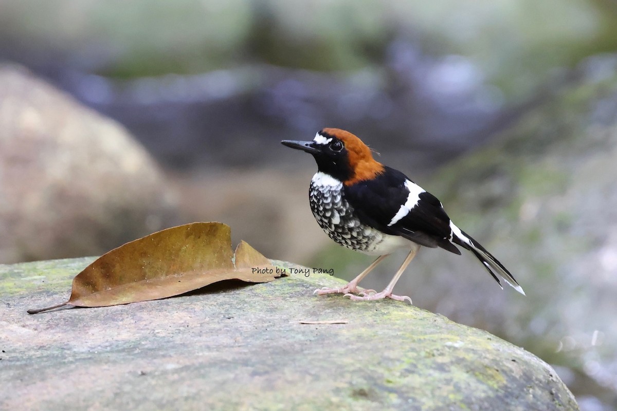 Chestnut-naped Forktail - ML639242077