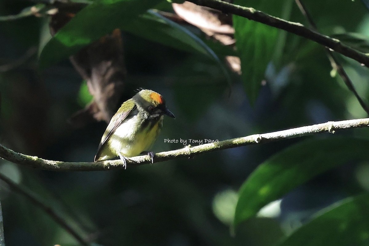 Yellow-breasted Flowerpecker - ML639242079