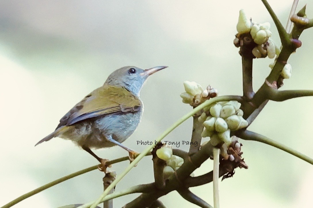 Plain Sunbird - ML639242082