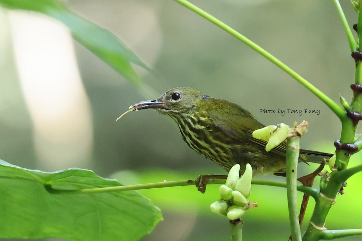 Purple-naped Spiderhunter - ML639242083
