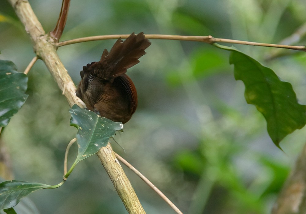Stripe-breasted Spinetail - ML639242090