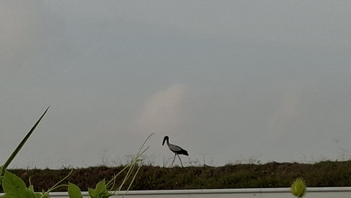 Asian Openbill - ML639242134