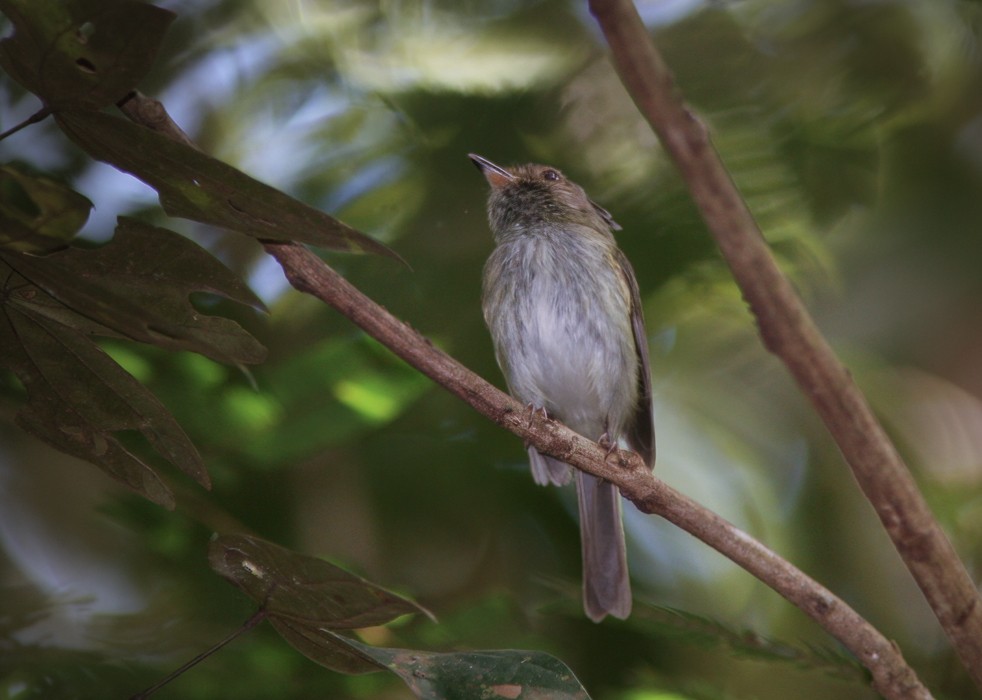 Helmeted Pygmy-Tyrant - ML639242142