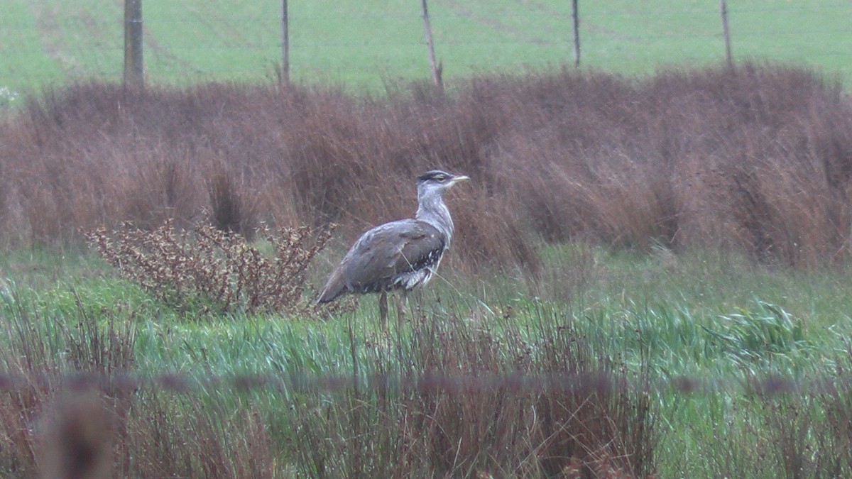 Australian Bustard - ML639242146