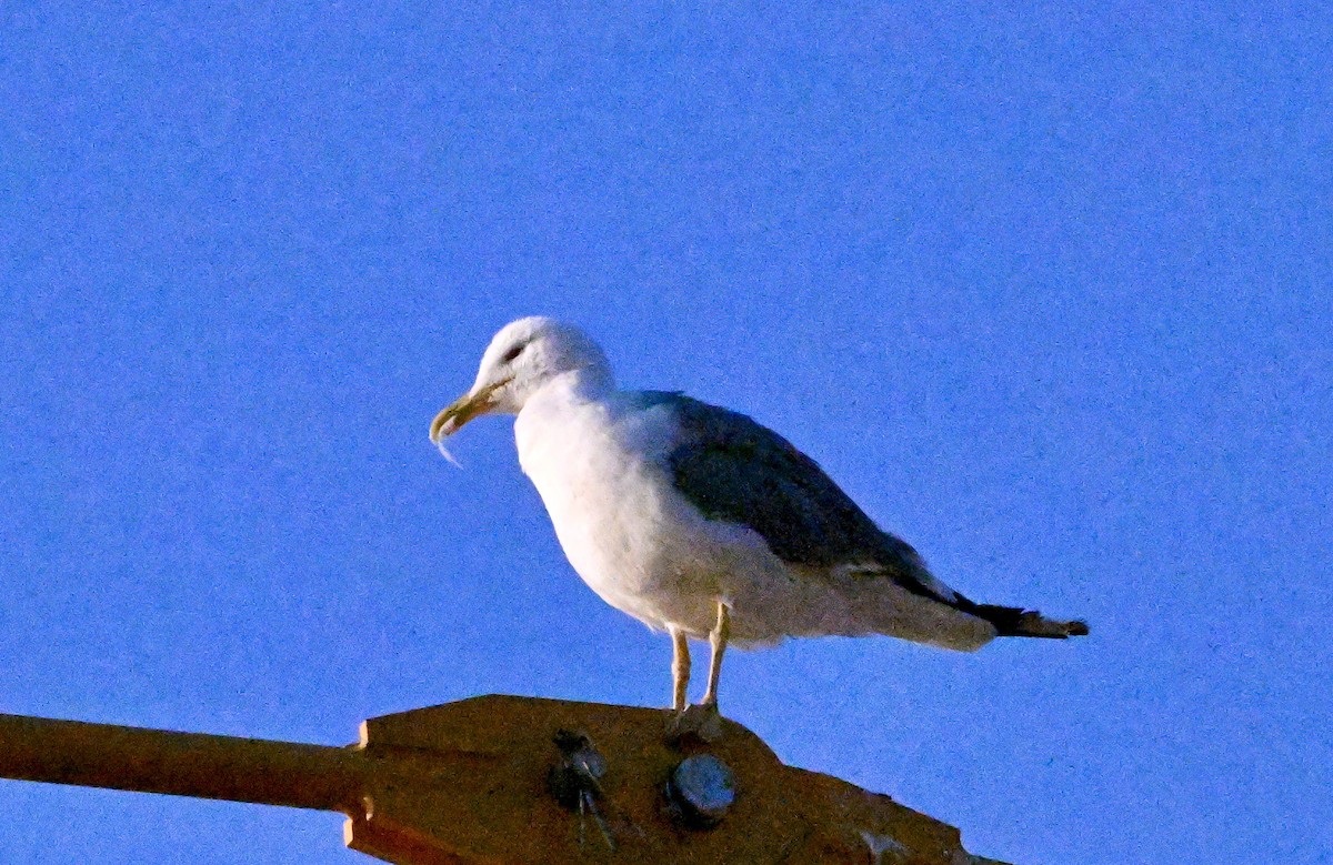Yellow-legged Gull - ML639242184