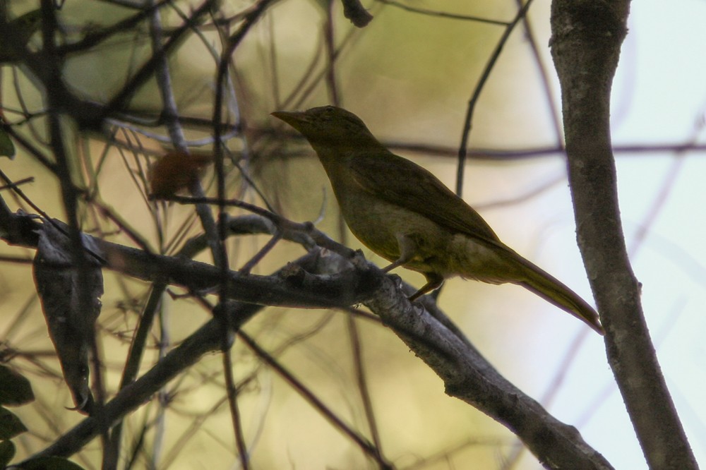 Cocoa Thrush - ML639242189