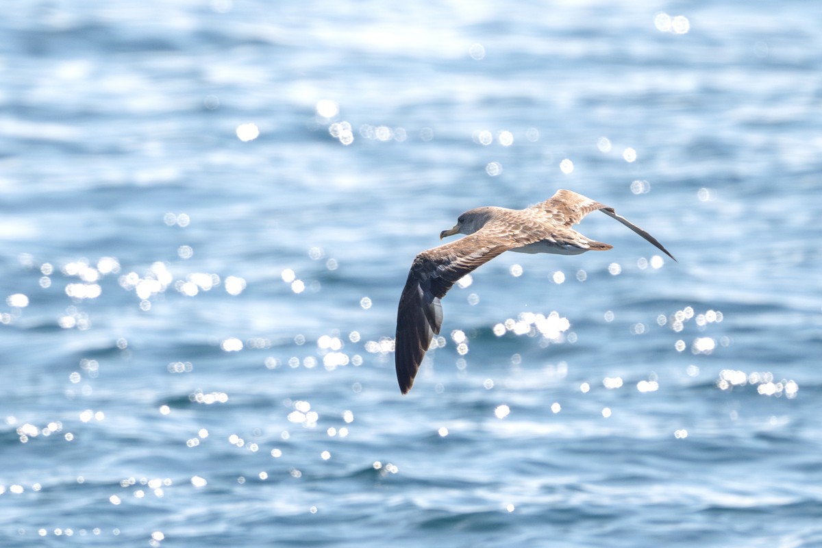 Cory's Shearwater - ML639242205