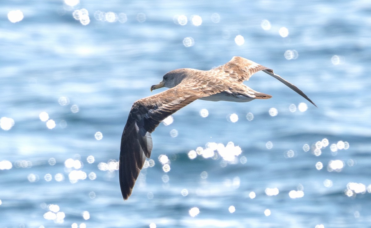 Cory's Shearwater - ML639242209