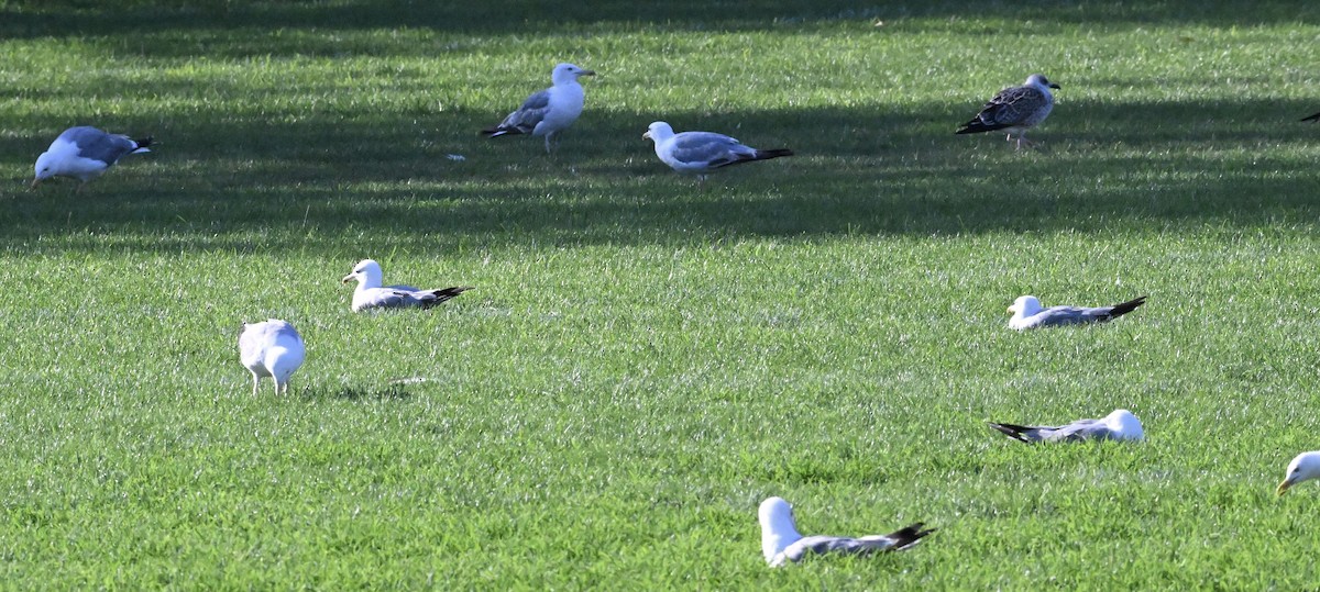 Yellow-legged Gull - ML639242212