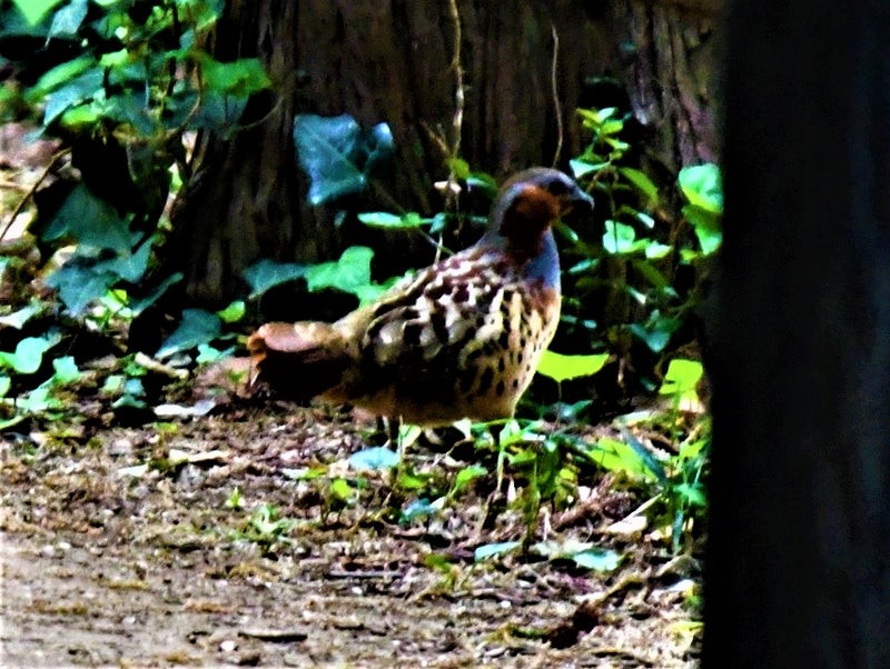 Chinese Bamboo-Partridge - ML639242236
