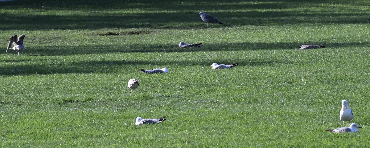 Yellow-legged Gull - ML639242239