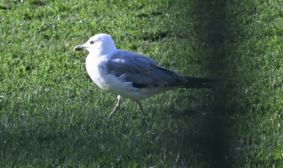 Yellow-legged Gull - ML639242247