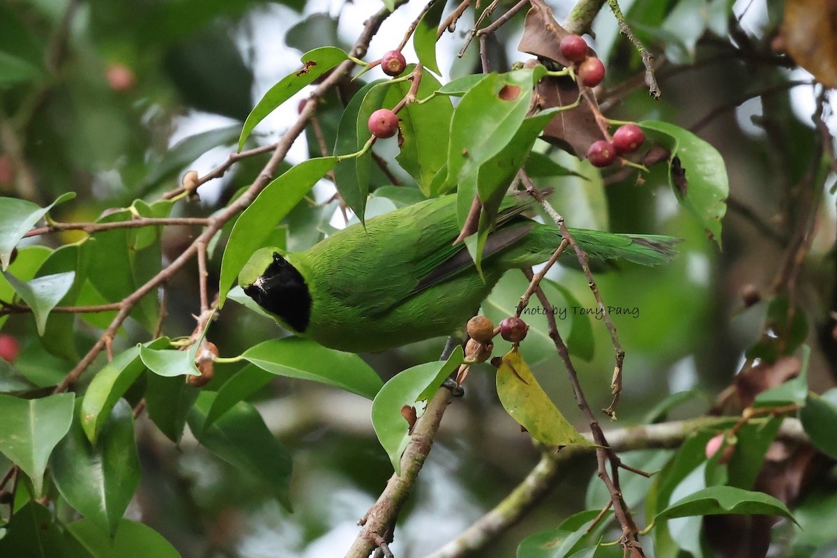 Greater Green Leafbird - ML639242310