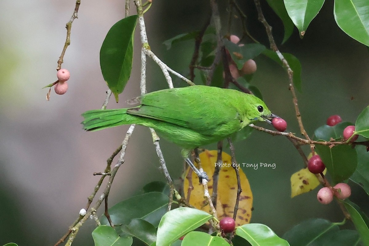 Lesser Green Leafbird - ML639242314