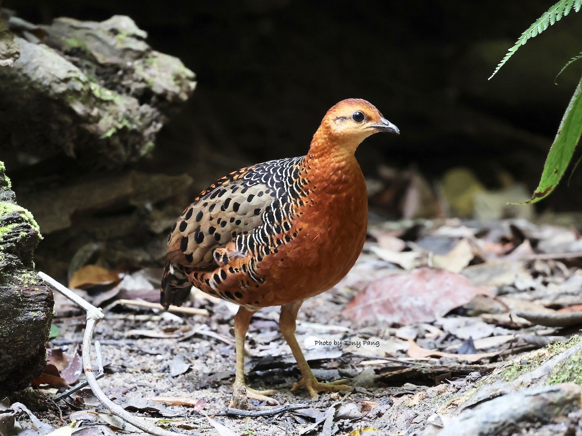 Ferruginous Partridge - ML639242325