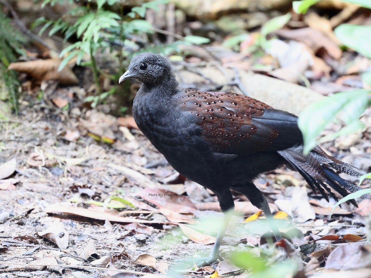 Mountain Peacock-Pheasant - ML639242334