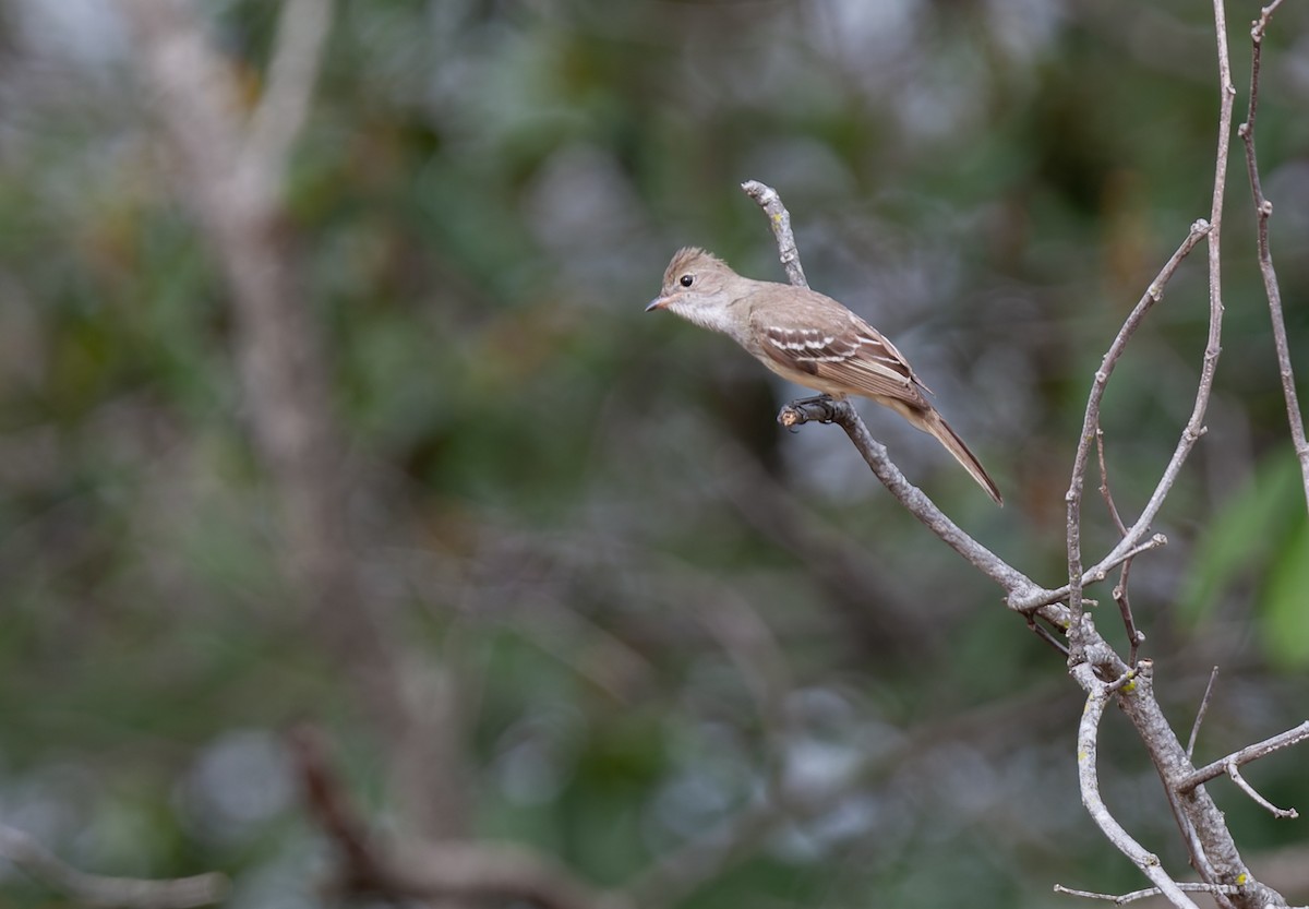 Olivaceous Elaenia - ML639242335