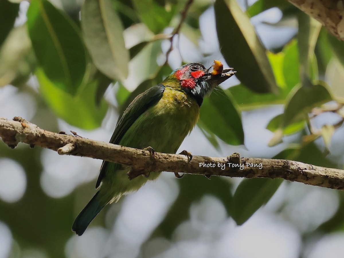 Black-eared Barbet - ML639242342