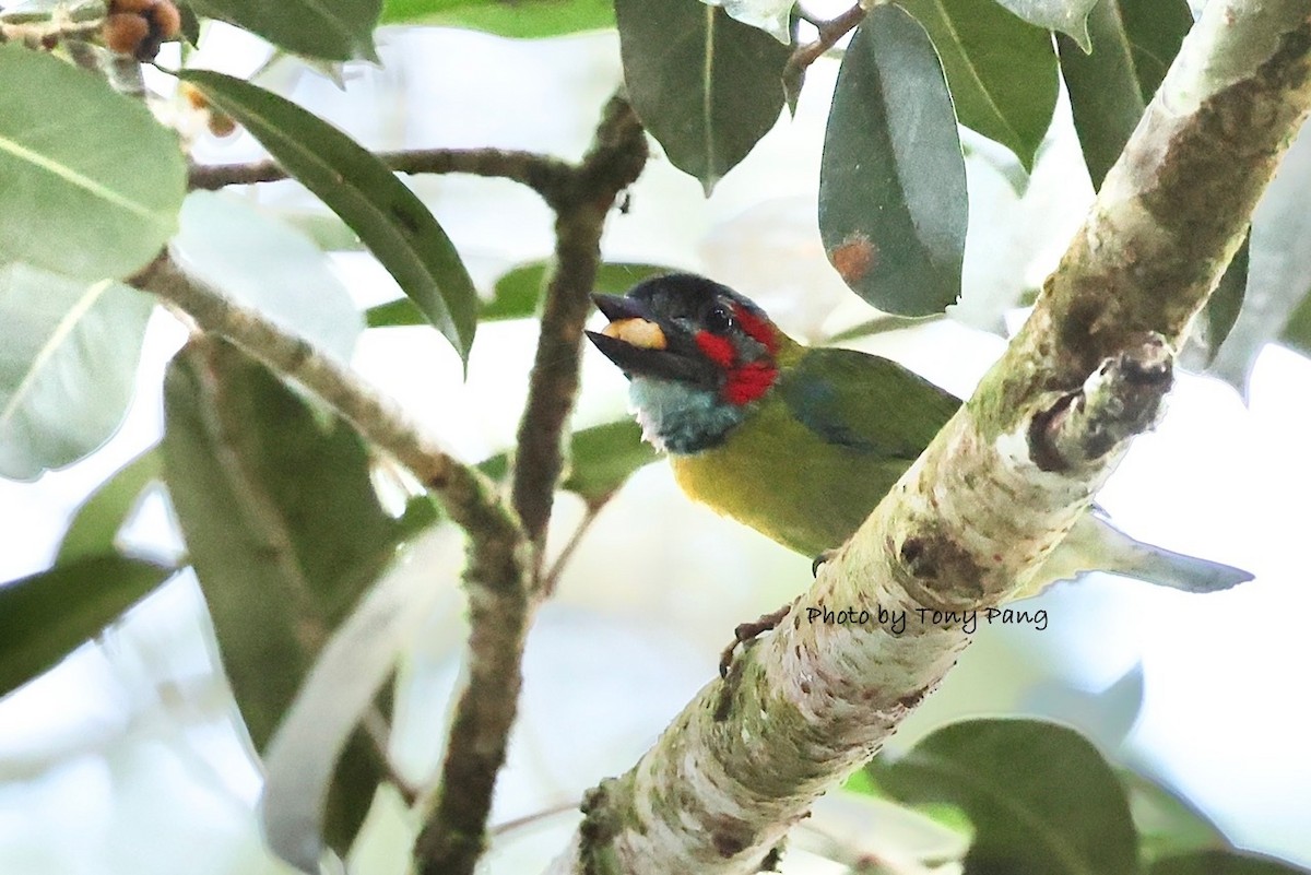 Black-eared Barbet - ML639242348