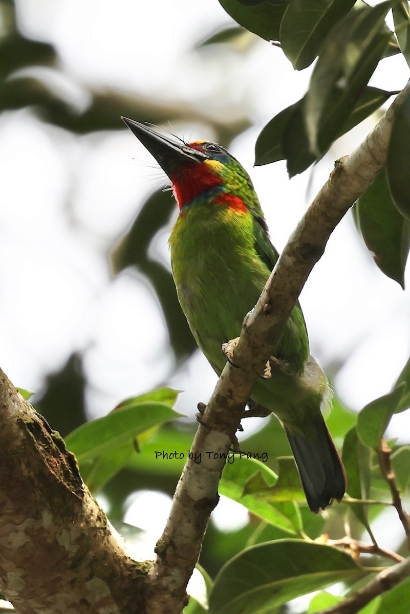 Red-throated Barbet - ML639242355