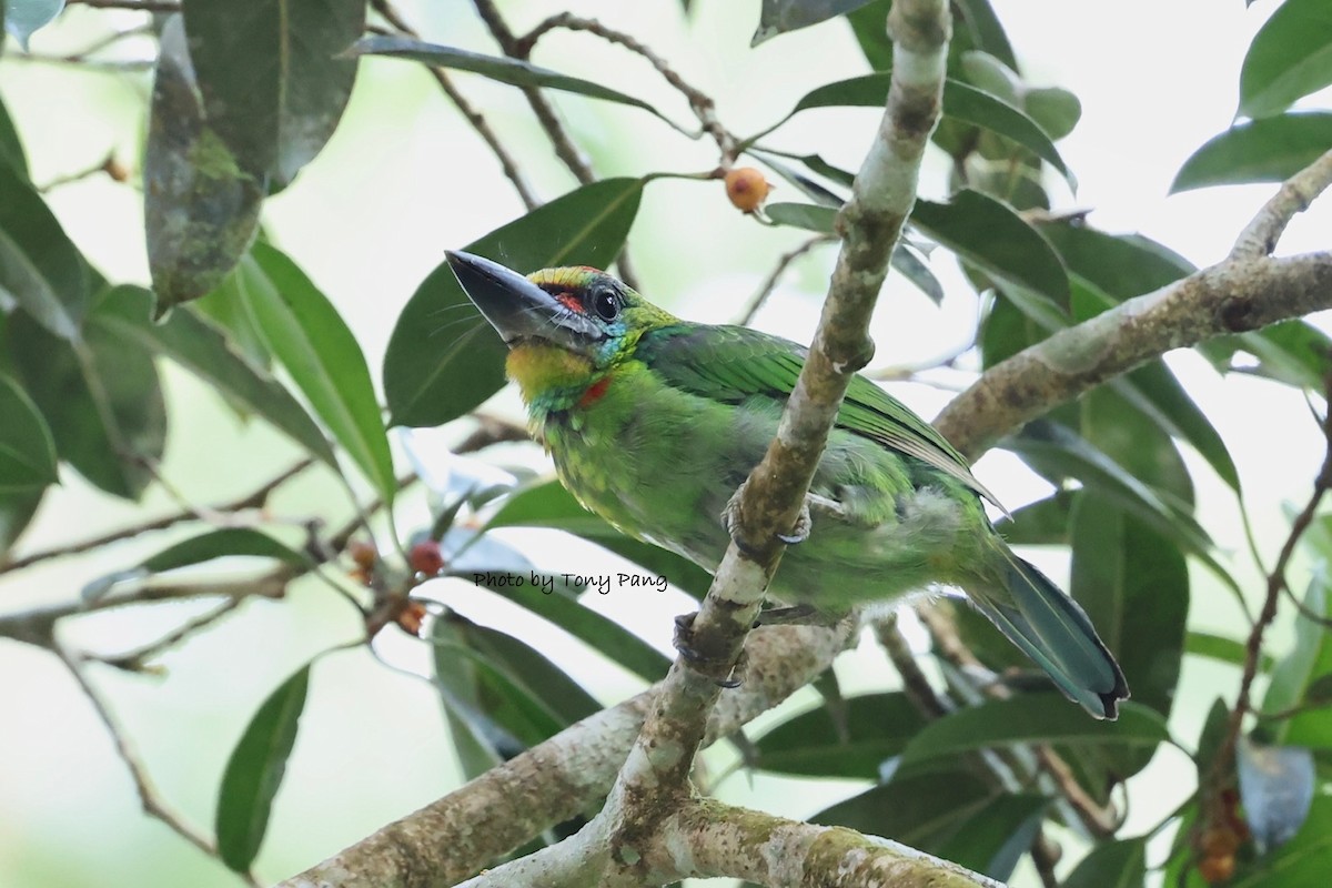 Red-throated Barbet - ML639242359