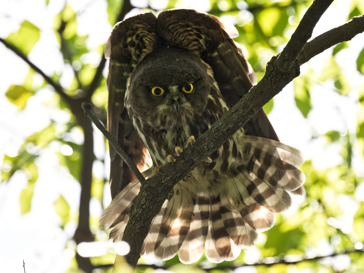 Northern Boobook - ML639242360