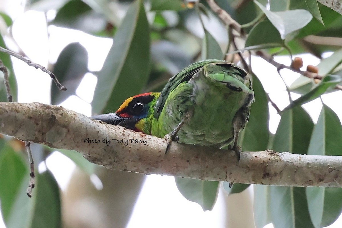 Black-browed Barbet - ML639242361