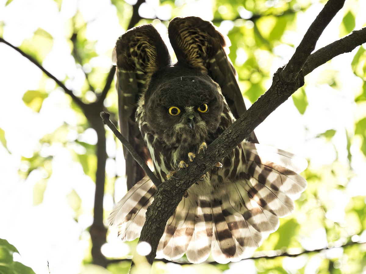 Northern Boobook - ML639242362