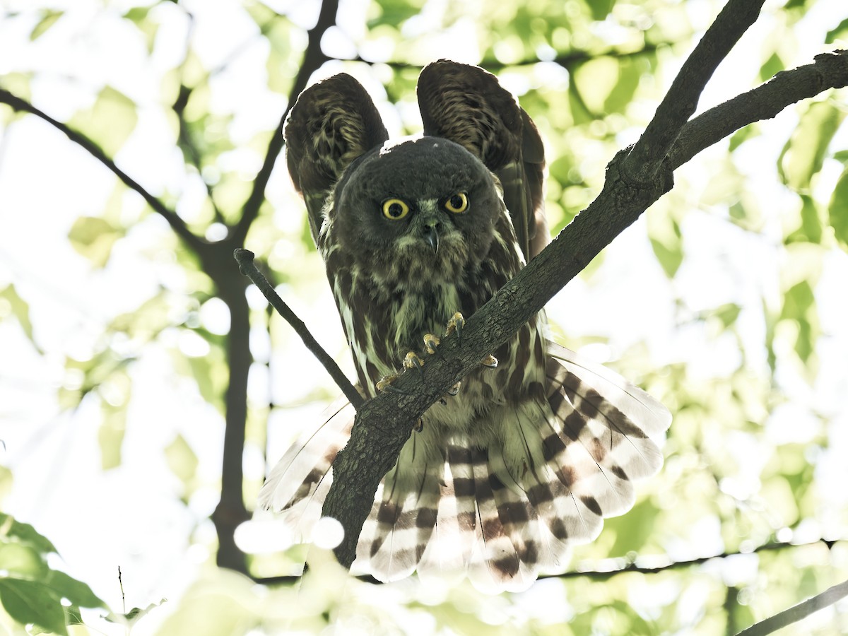 Northern Boobook - ML639242363