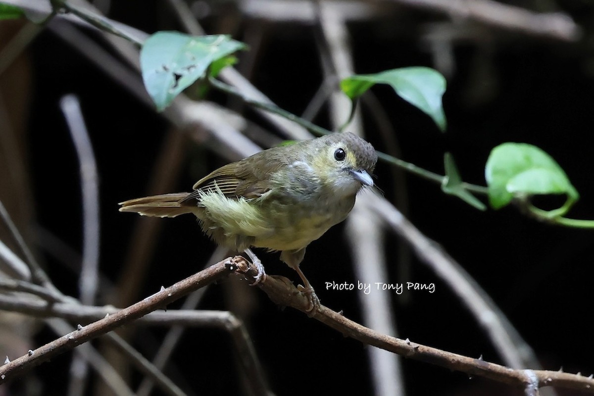 Hairy-backed Bulbul - ML639242364