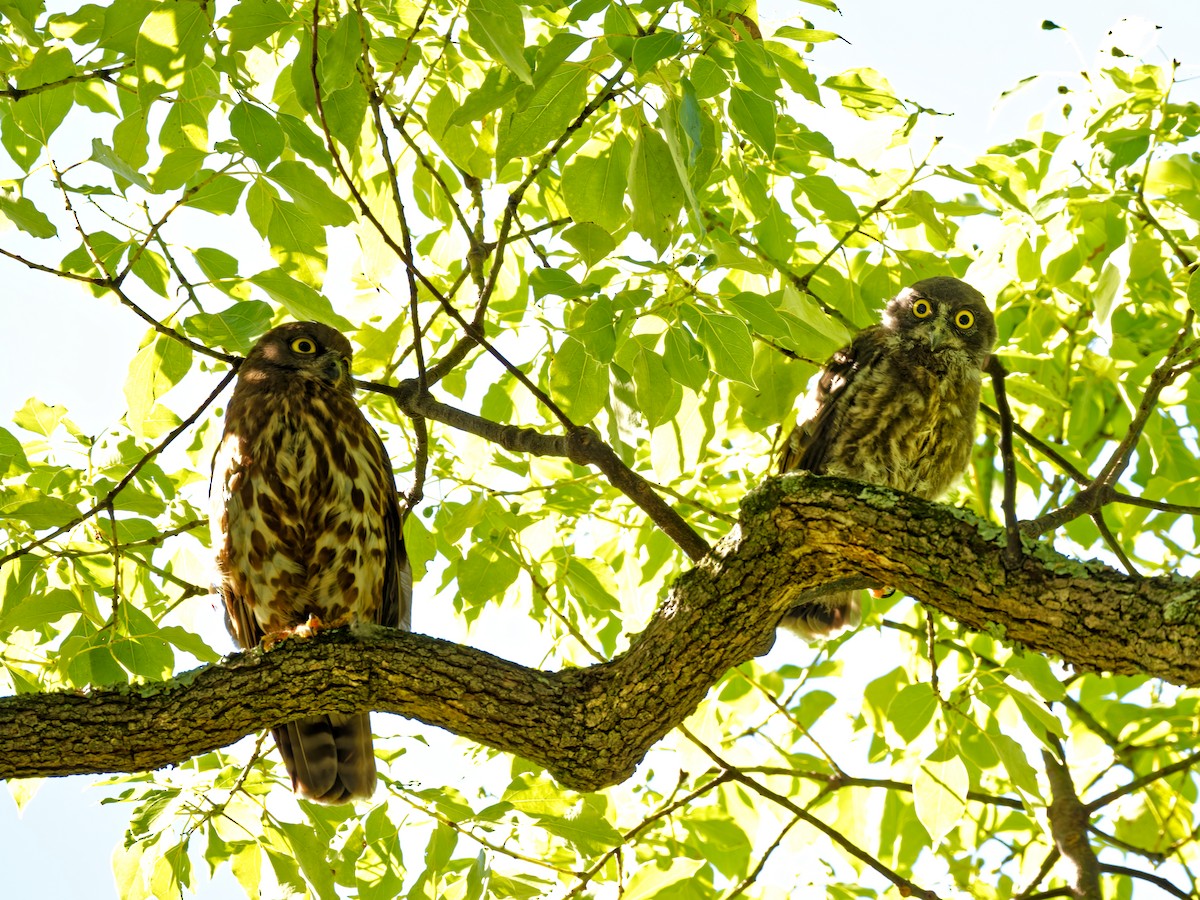 Northern Boobook - ML639242368