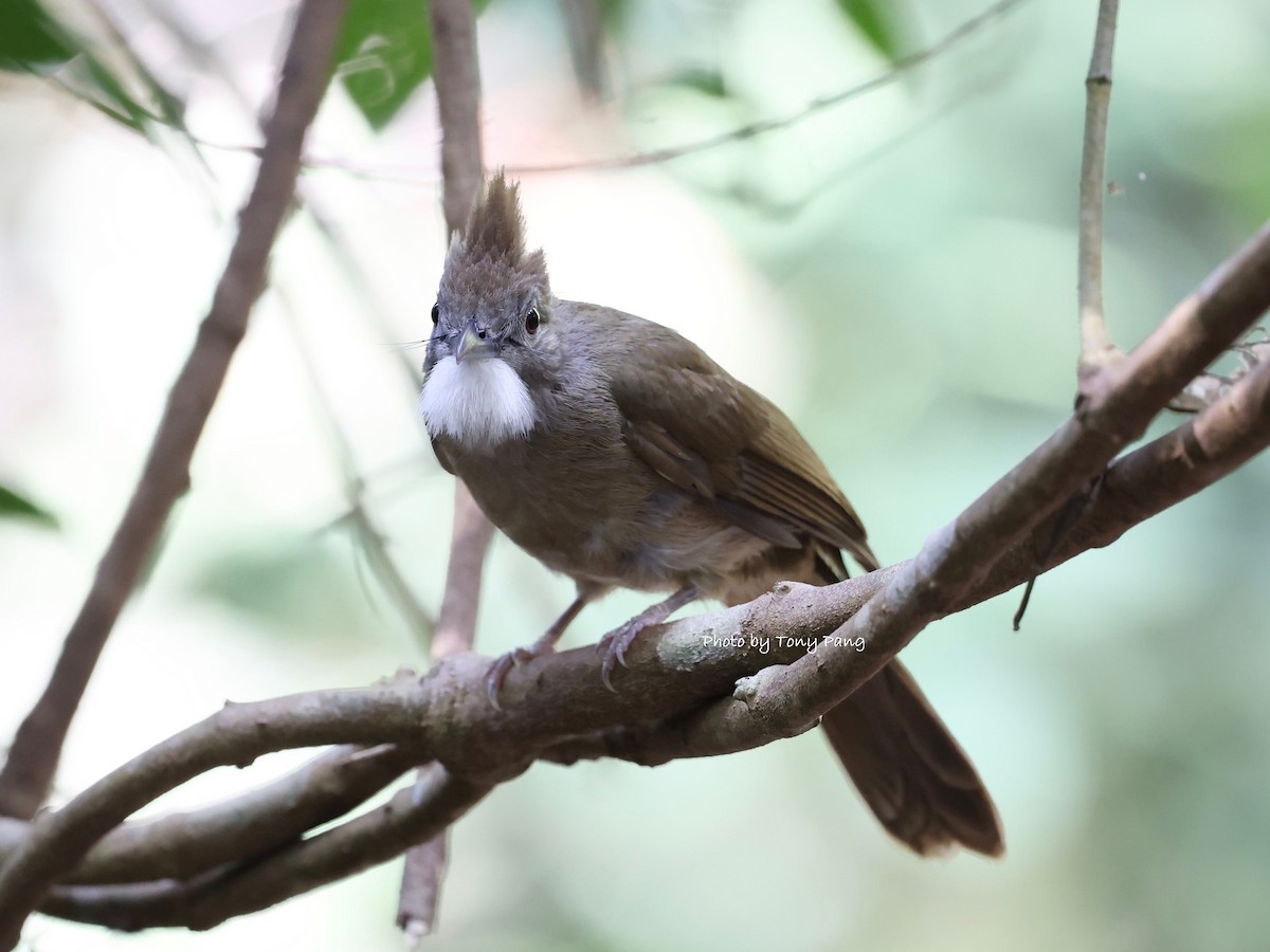 Ochraceous Bulbul - ML639242374