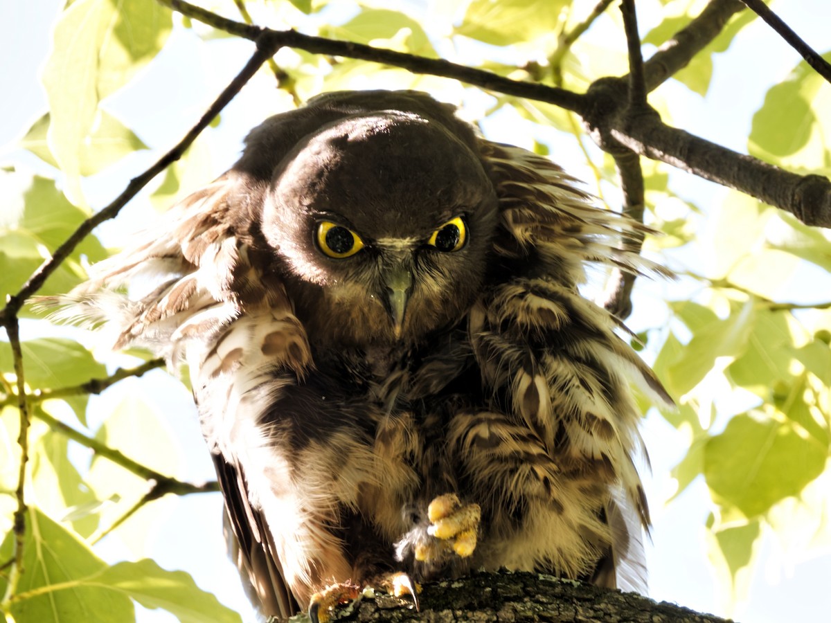 Northern Boobook - ML639242376