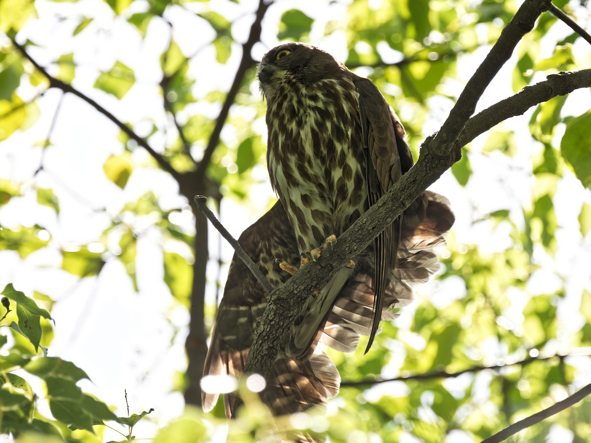 Northern Boobook - ML639242378